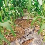 Bioagri mulch film After 80 days Bioagri mulch film After 80 days