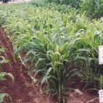 Bioagri mulch film After 90 days Bioagri mulch film After 90 days