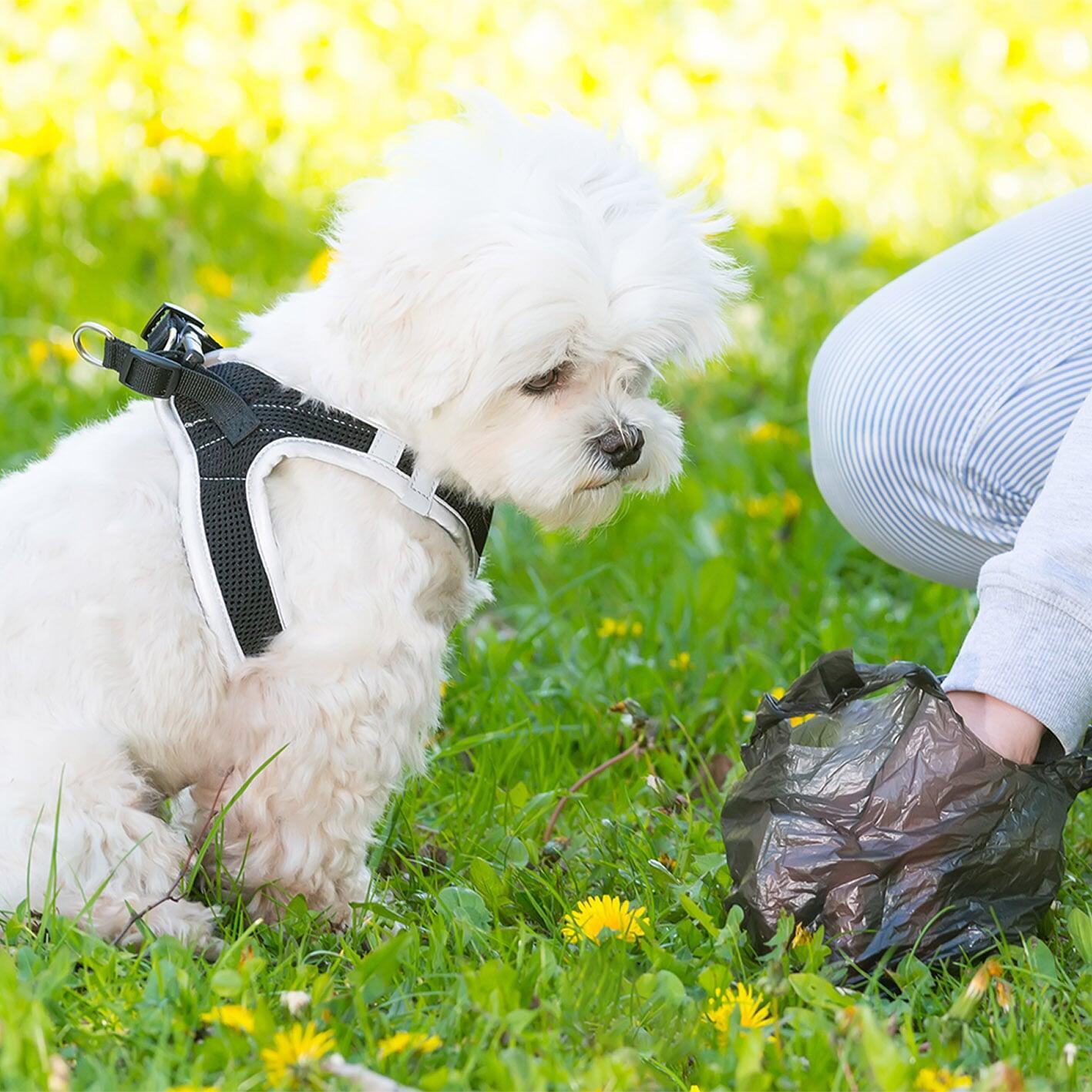 Dog Waste Bags Dog Waste Bags