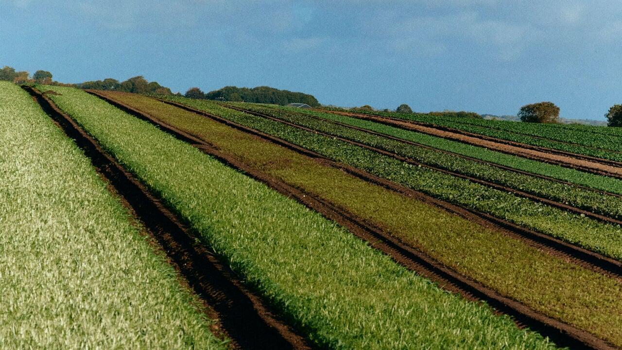 Biodegradable Mulch Film for Sustainable Agriculture Biodegradable Mulch Film for Sustainable Agriculture