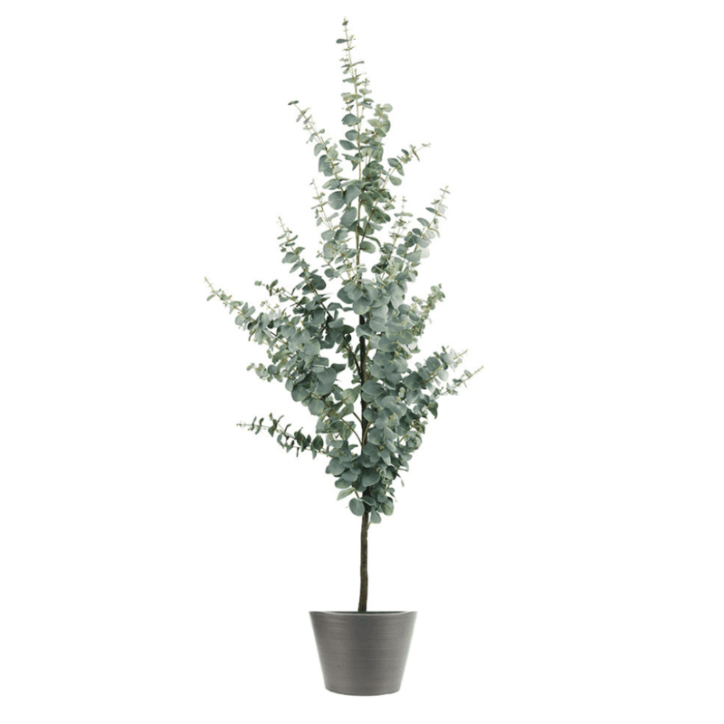 Artificial Eucalyptus Gum Tree 1.8m - Hire