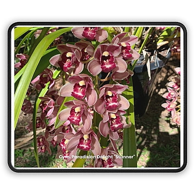 Cym. Paradisian Delight 'Stunner' Orchid Original Mouse Pad