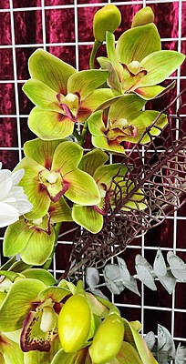 Green Cymbidium Floral Spray Hire Melbourne