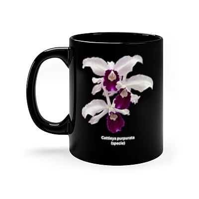 Cattleya purpurata Orchid Black Coffee Mug