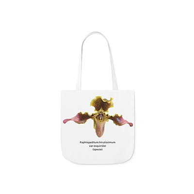 Paphiopedilum hirsutissimum var esquirolei Orchid Tote Bag Paphiopedilum hirsutissimum var esquirolei Orchid Tote Bag