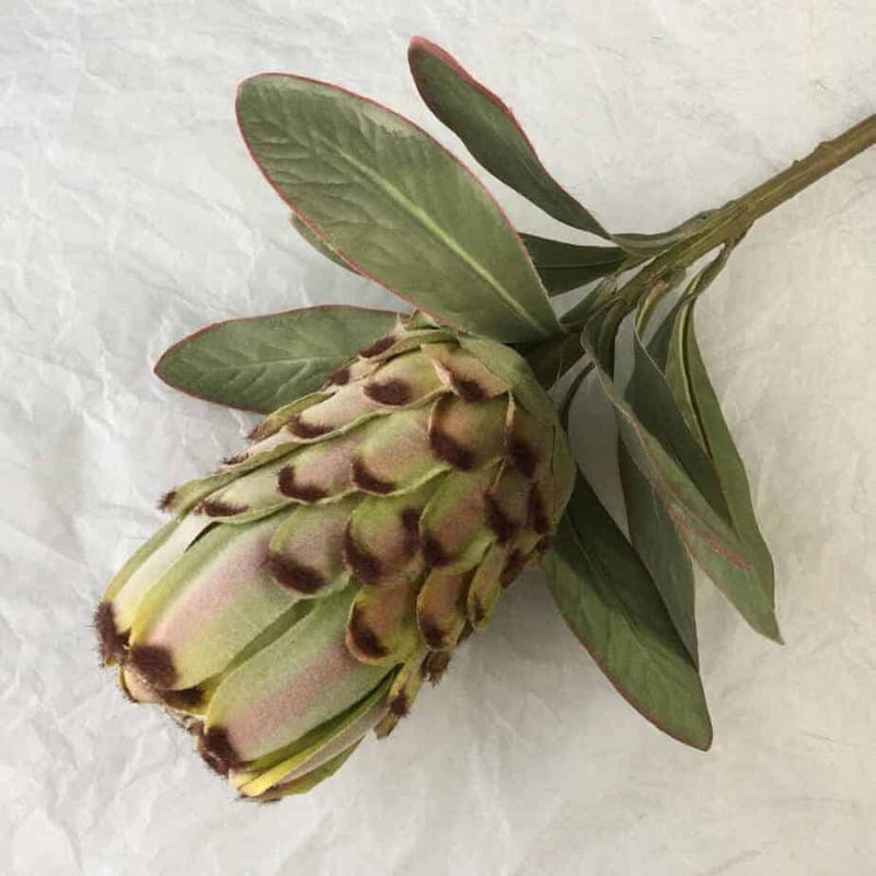 Banskia Stem Flower Hire Melbourne Banskia Stem Flower Hire Melbourne