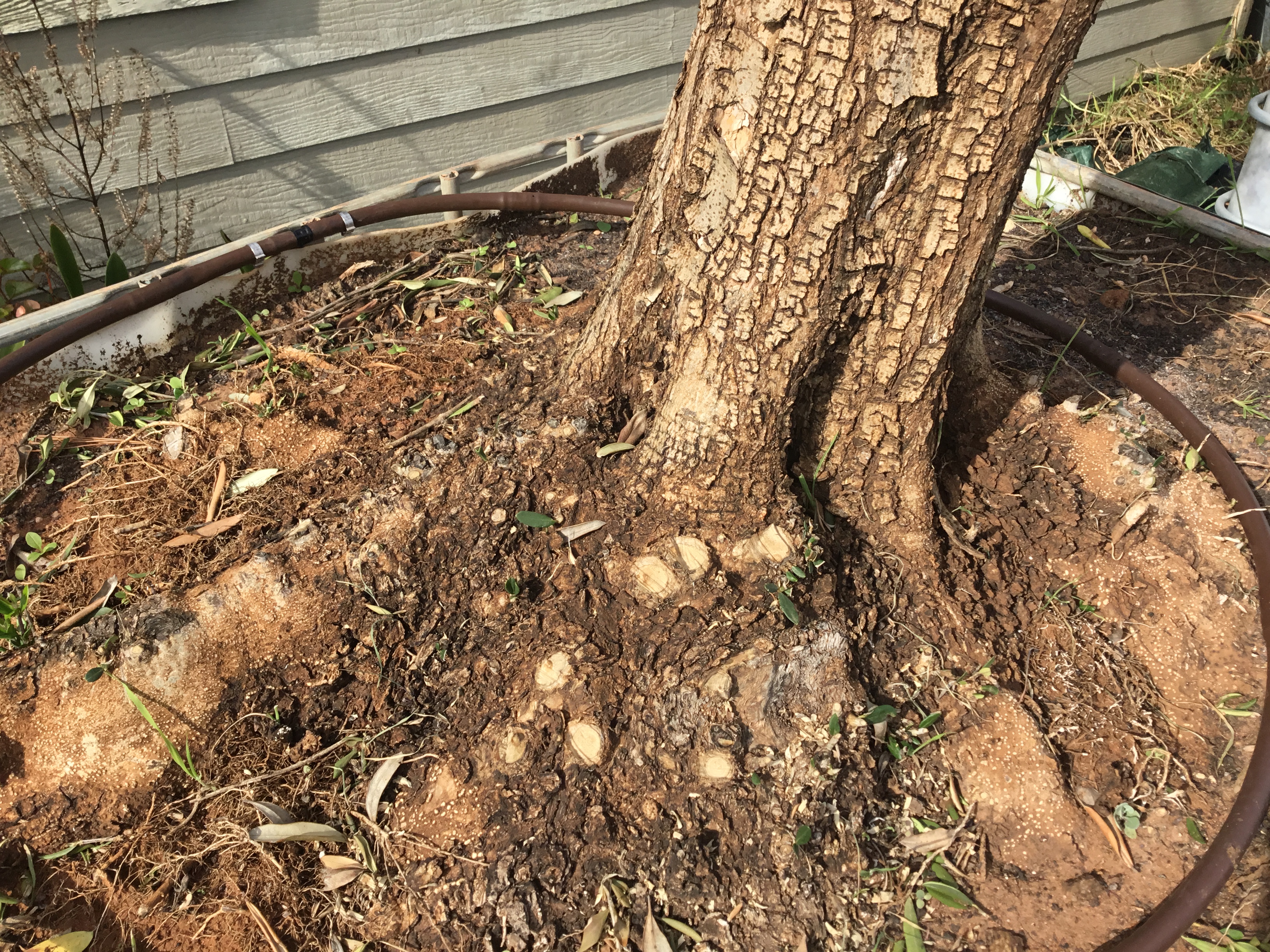 California Queen Olive Tree 1000 liter California Queen Olive Tree 1000 liter