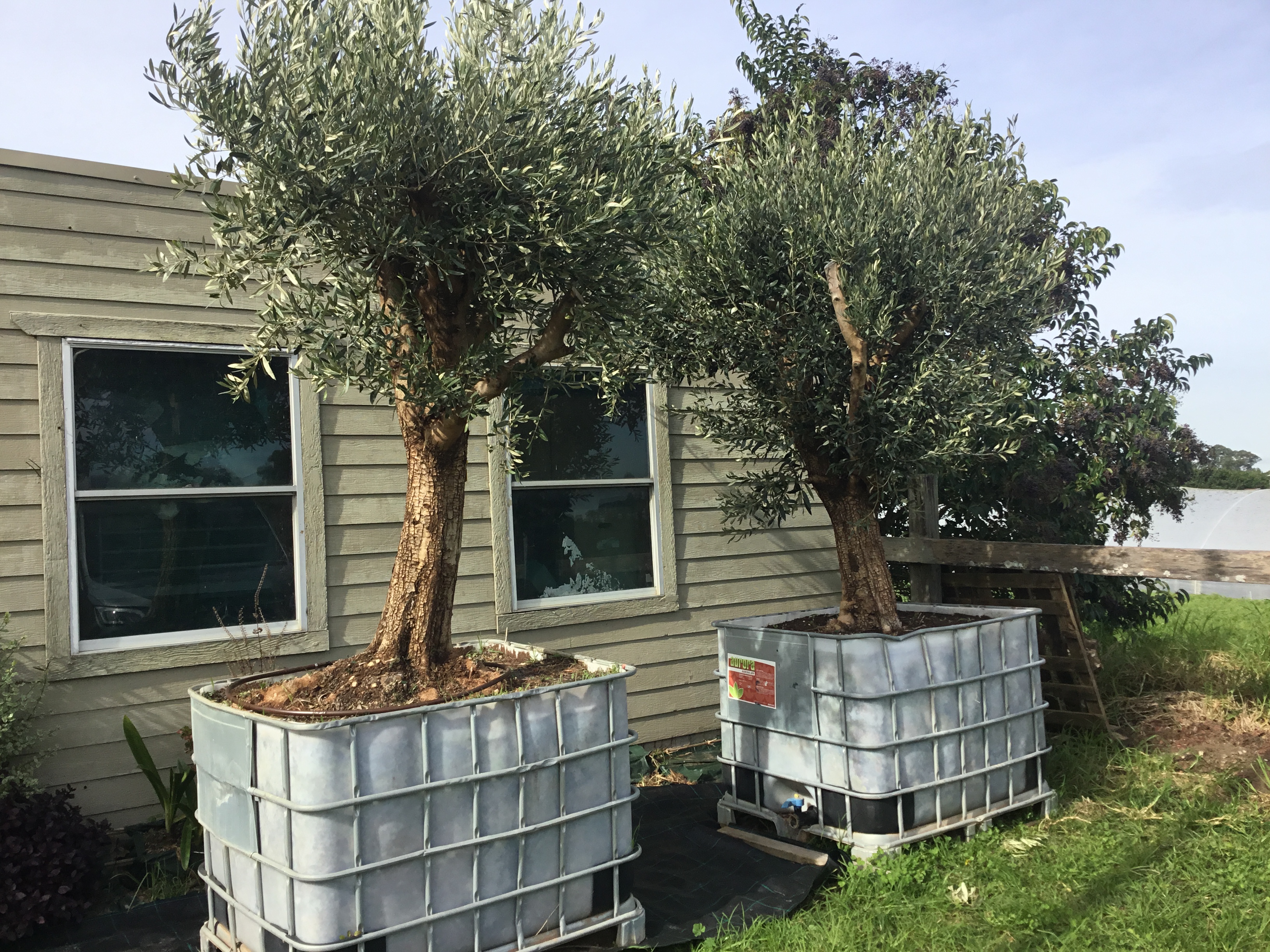 California Queen Olive Tree 1000 liter California Queen Olive Tree 1000 liter