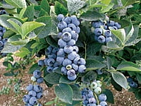 Blueberry Blueberry