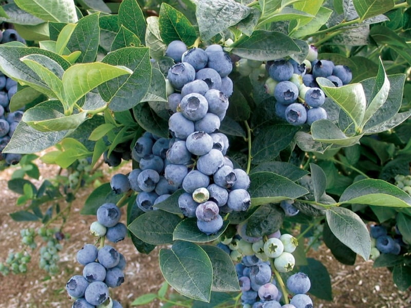 Blueberry Blueberry