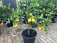 Lemonade