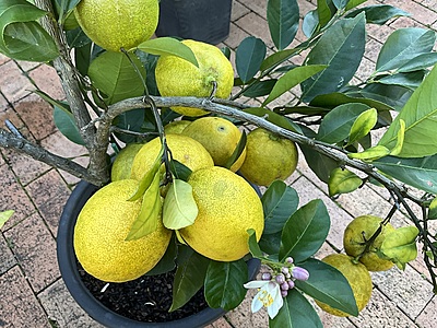 Lemonade