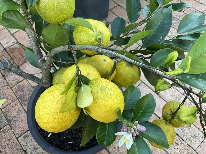 Lemonade