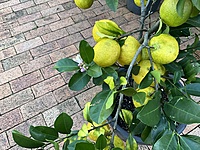 Lemonade