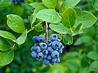 Blueberry Blueberry