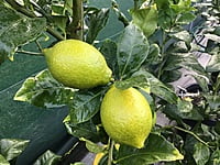 Eureka Seedless Eureka Seedless