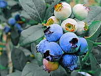 Blueberry Blueberry