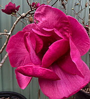 Magnolia Felix