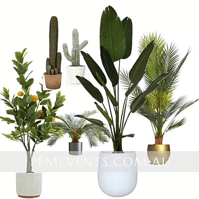 Artificial Plants - Hire