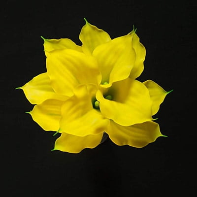 Yellow Calla Lily Flower Hire Melbourne Yellow Calla Lily Flower Hire Melbourne
