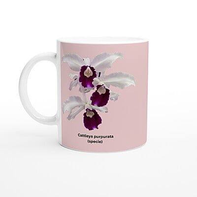 Cattleya purpurata Orchid Pink Coffee Mug