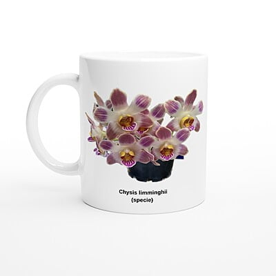 Chysis limminghei Orchid White Coffee Mug