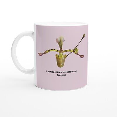 Paphiopedilum haynaldianum Orchid Pink Coffee Mug