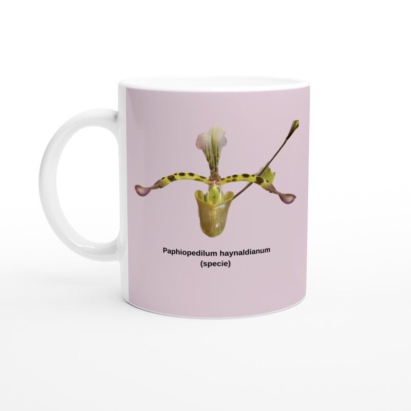 Paphiopedilum haynaldianum Orchid Pink Coffee Mug Paphiopedilum haynaldianum Orchid Pink Coffee Mug