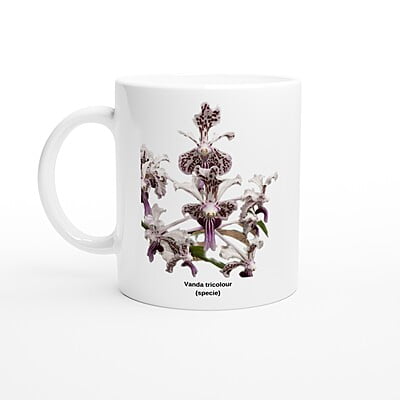 Vanda tricolor Orchid Coffee Mug