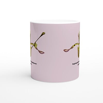 Paphiopedilum haynaldianum Orchid Pink Coffee Mug Paphiopedilum haynaldianum Orchid Pink Coffee Mug