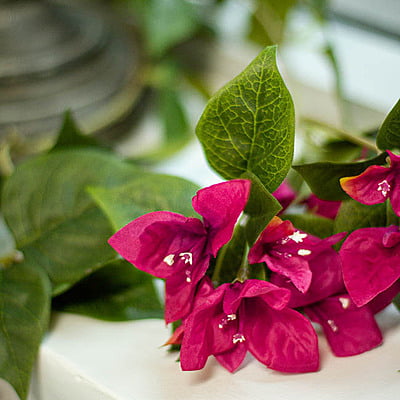 Magenta Bouganvillea Decor Garland or Runner Hure Magenta Bouganvillea Decor Garland or Runner Hure