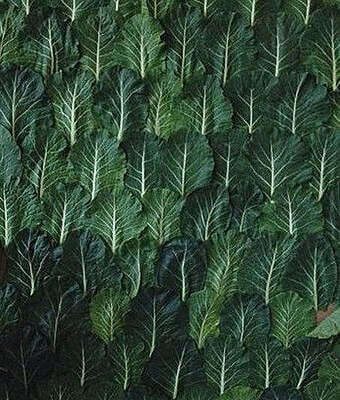 Customised Green Photo Wall/ Backdrop Customised Green Photo Wall/ Backdrop