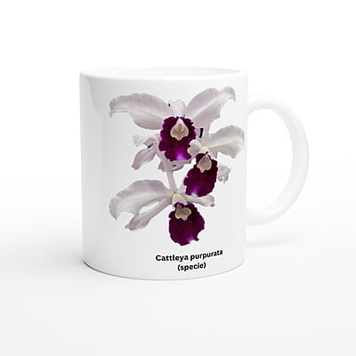 Cattleya purpurata Orchid White Coffee Mug