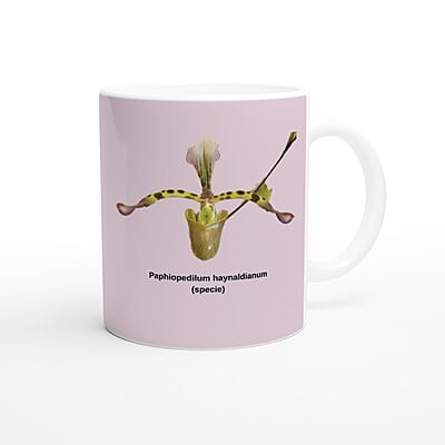Paphiopedilum haynaldianum Orchid Pink Coffee Mug Paphiopedilum haynaldianum Orchid Pink Coffee Mug