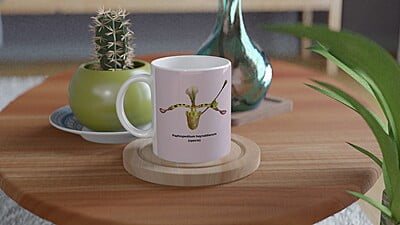 Paphiopedilum haynaldianum Orchid Pink Coffee Mug Paphiopedilum haynaldianum Orchid Pink Coffee Mug