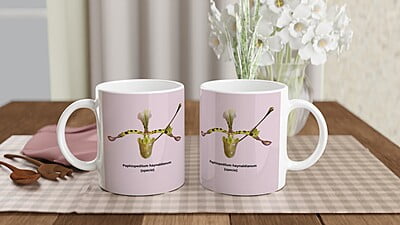 Paphiopedilum haynaldianum Orchid Pink Coffee Mug Paphiopedilum haynaldianum Orchid Pink Coffee Mug